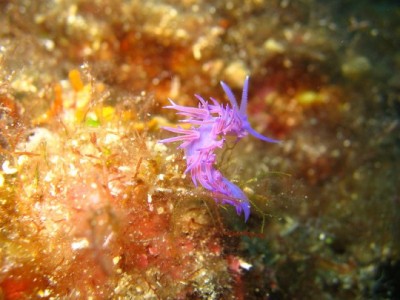 17-flabellina_affinis_wiki